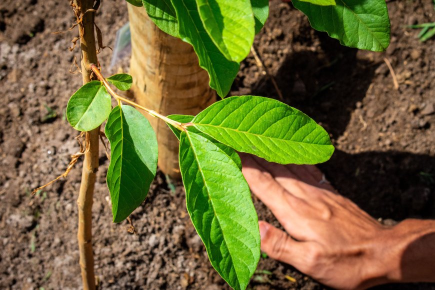 Valorização da Natureza: Salesiano Aracaju realiza plantio de árvores no Parque da Sementeira